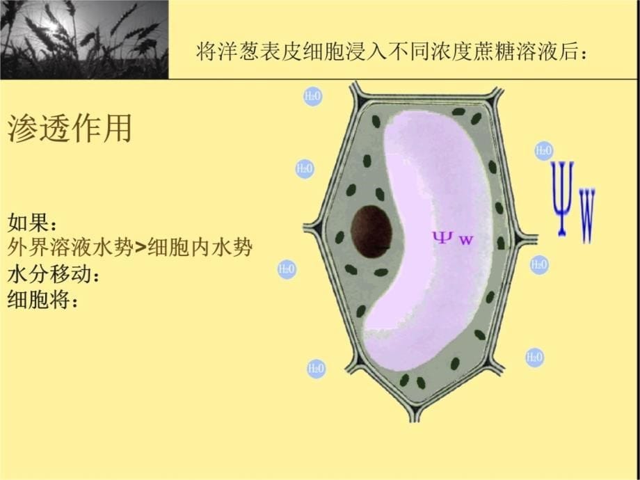 实验一植物细胞渗透势与组织水势的测定备课讲稿_第5页