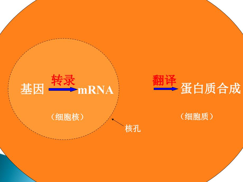 基因指导蛋白质的合成(翻译)_第4页