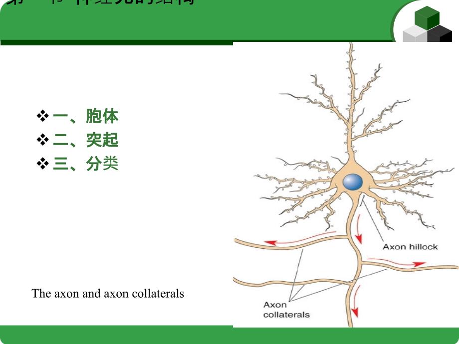 第二章 神经系统细胞的结构和功能_第3页
