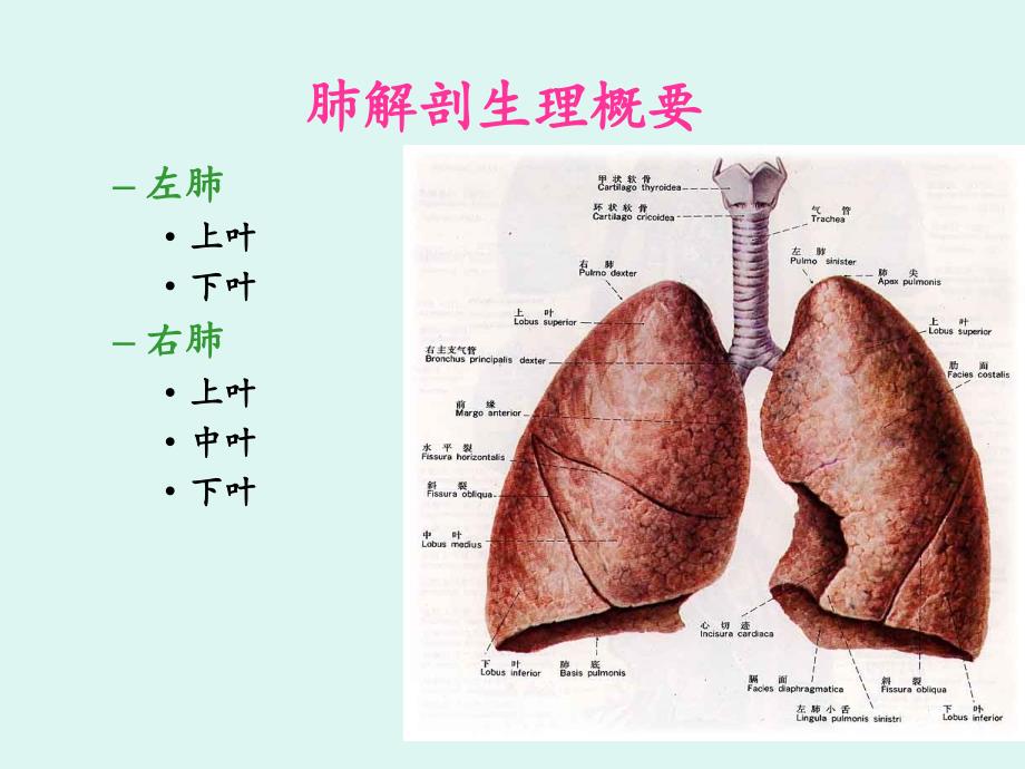 肺癌护理查房38038_第3页