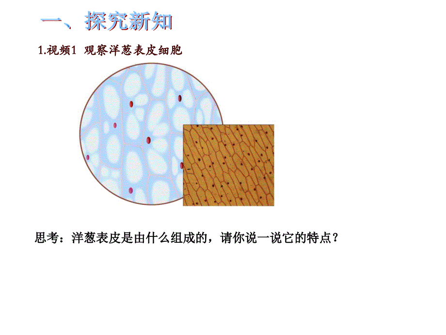 六年级下科学课件细胞2青岛六年制三起_第2页