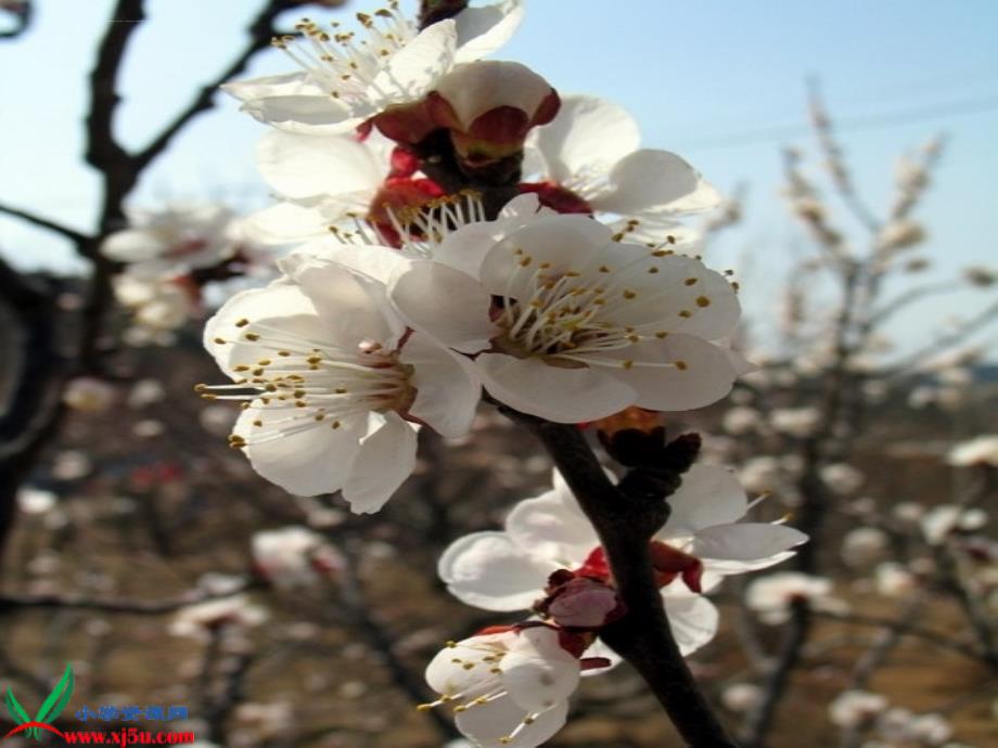 《第一朵杏花》课件（苏教版四年级语文下册课件）_第2页