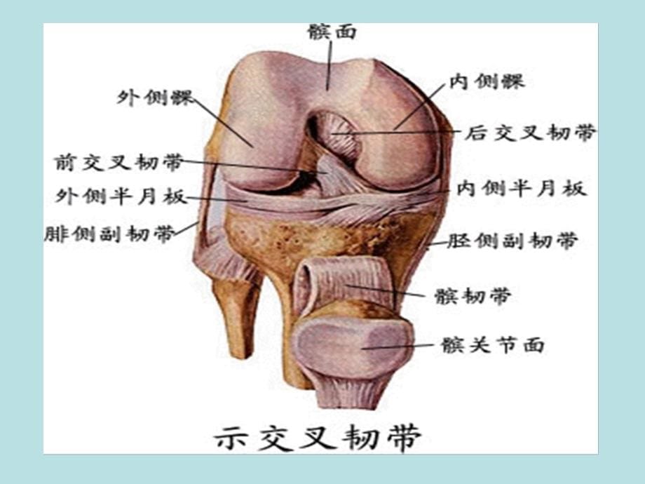 膝关节骨性关节炎诊治课件PPT73619_第5页