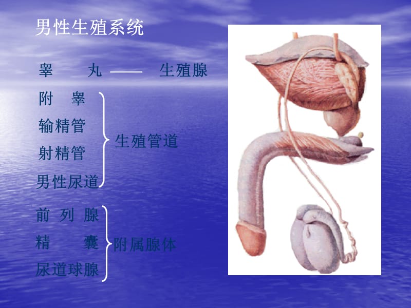 系统解剖学生殖系统84416_第5页