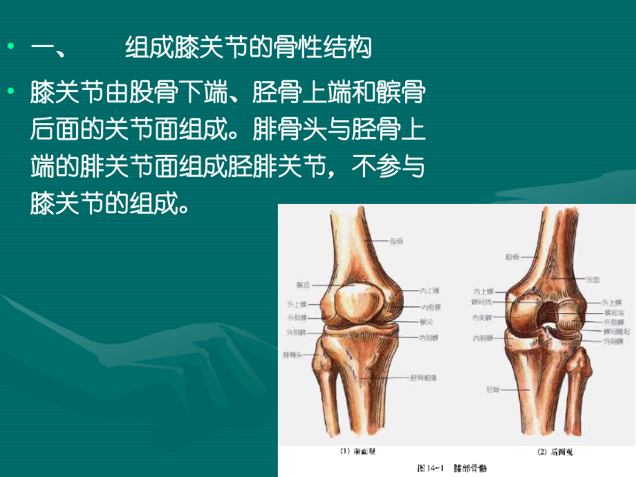 膝关节解剖学.ppt1_第3页