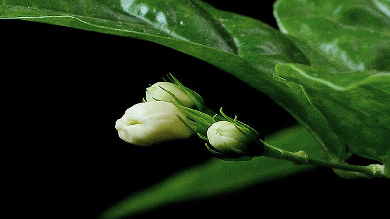 《茉莉花》简介课件_第2页