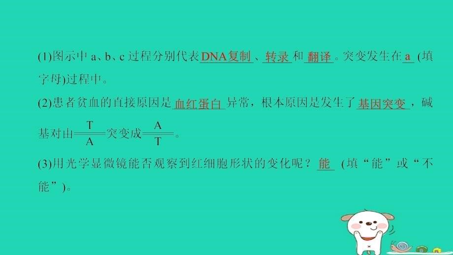 （全国版）高考生物一轮复习第7单元生物的变异、育种和进化第1讲基因突变和基因重组课件_第5页