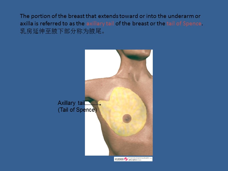 乳腺解剖47202_第2页