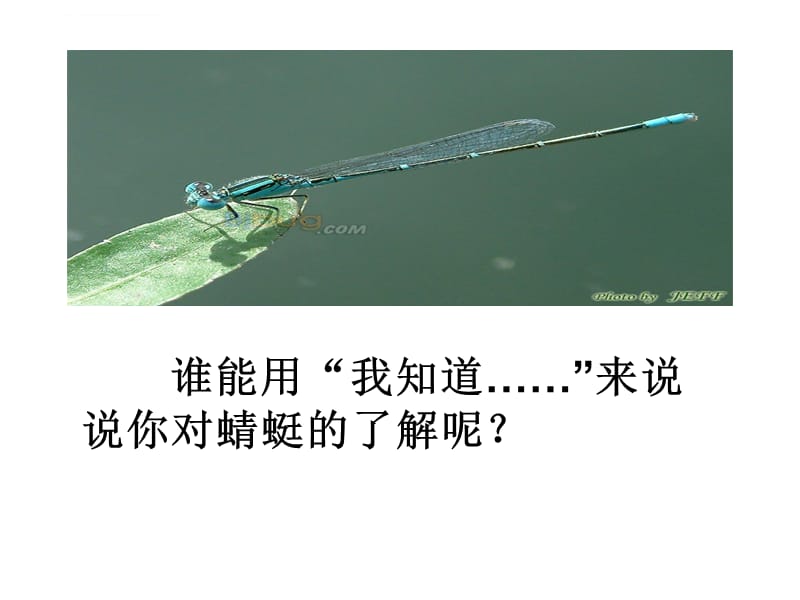 《放飞蜻蜓》二课件_第4页