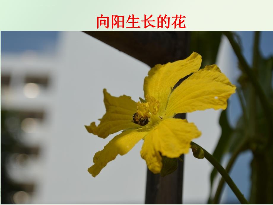 《植物生命活动的调节》课件_第2页