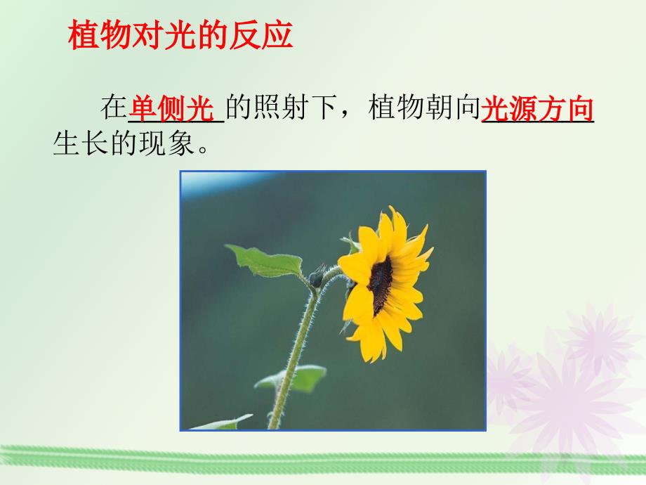 《植物生命活动的调节》课件_第4页