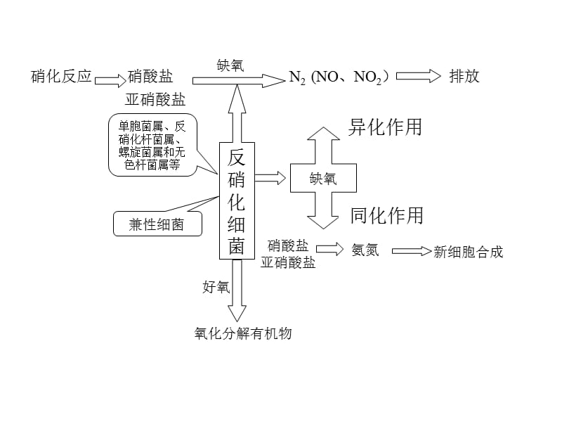 生物反硝化过程_第2页