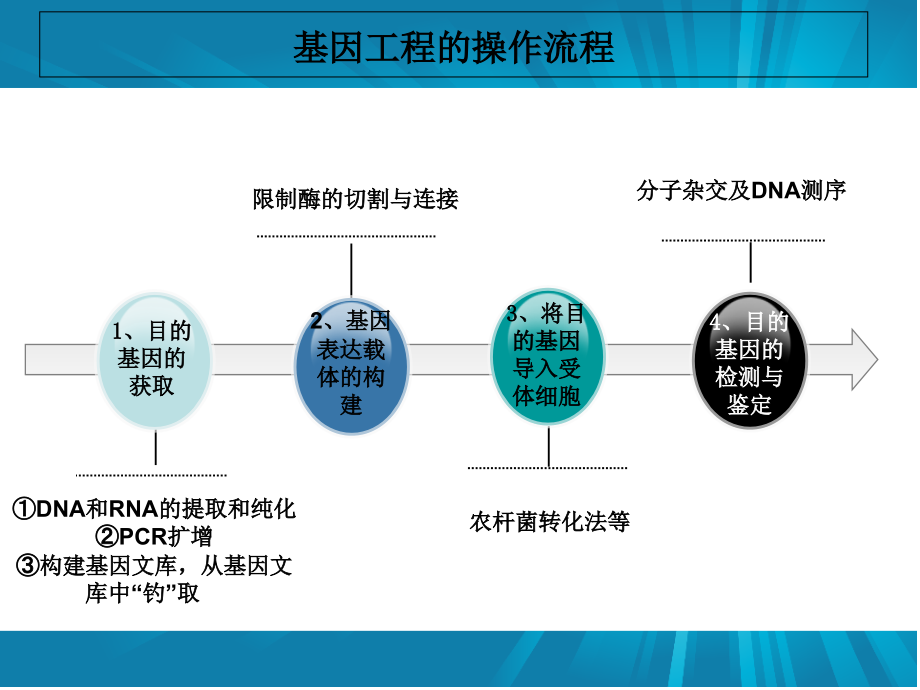 {生产管理知识}基因工程涉及的主要技术_第3页