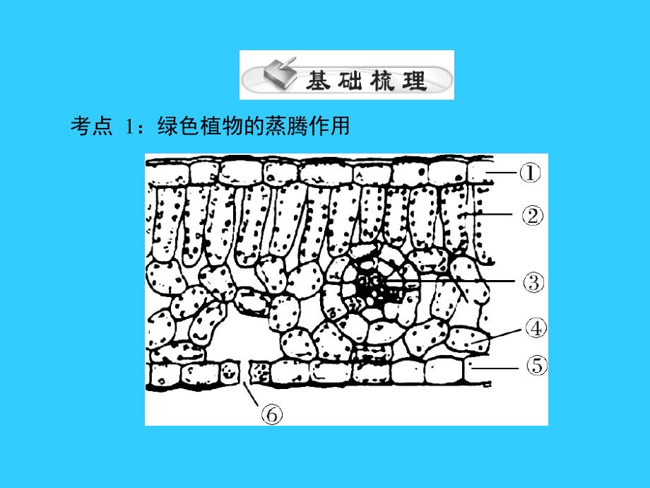 中考生物基础复习第三章第二讲绿色植物的作用课件_第3页