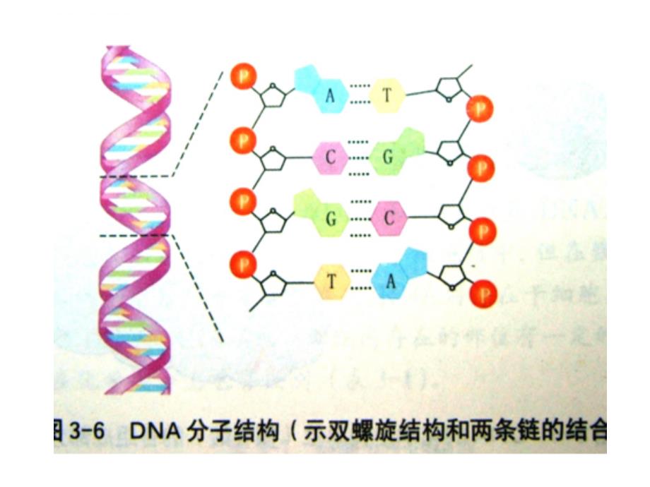 一轮复习基因突变和基因重组课件_第1页