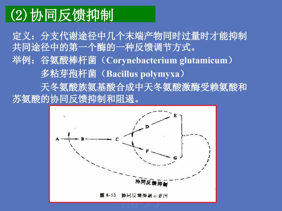 代谢调节与代谢工程课件_第4页