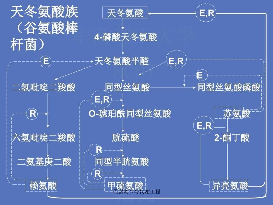 代谢调节与代谢工程课件_第5页