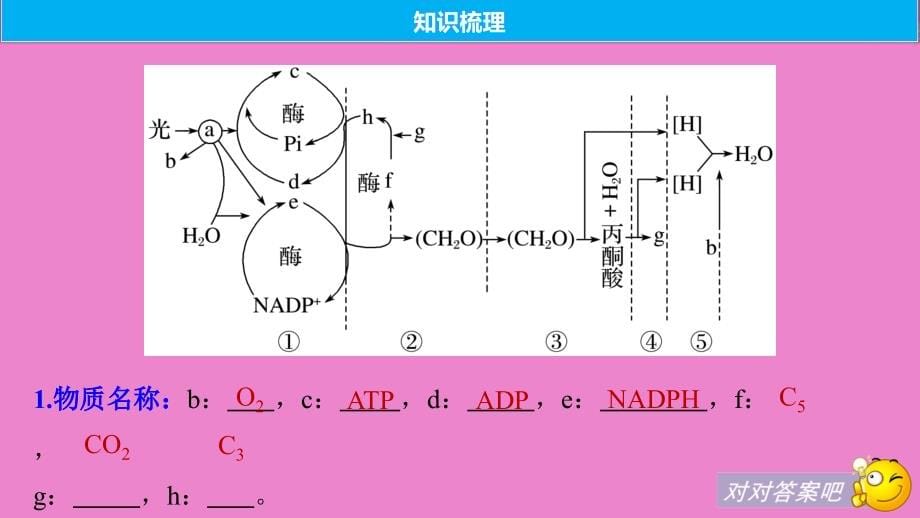 生物高考大一轮复习第三单元细胞的能量代谢第10讲光合作用与细胞呼吸的综合应用课件北师大版_第5页