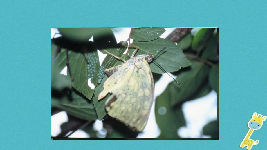 八年级生物下册7.1.2昆虫的生殖和发育课件3（新版）新人教版_第4页