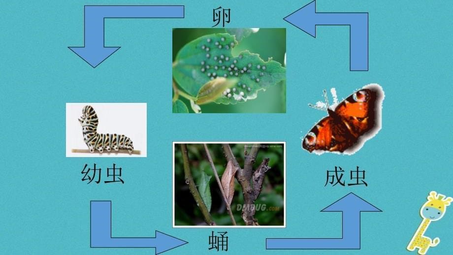 八年级生物下册7.1.2昆虫的生殖和发育课件3（新版）新人教版_第5页