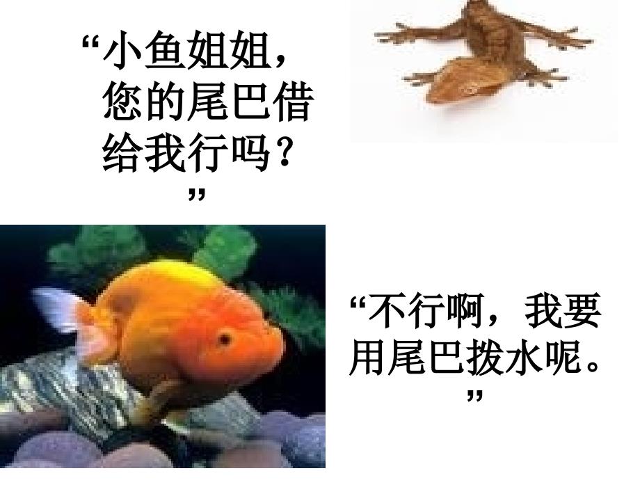 最新课件小壁虎借尾巴6_第4页