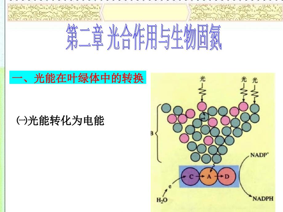 光合作用与生物固氮课件_第2页