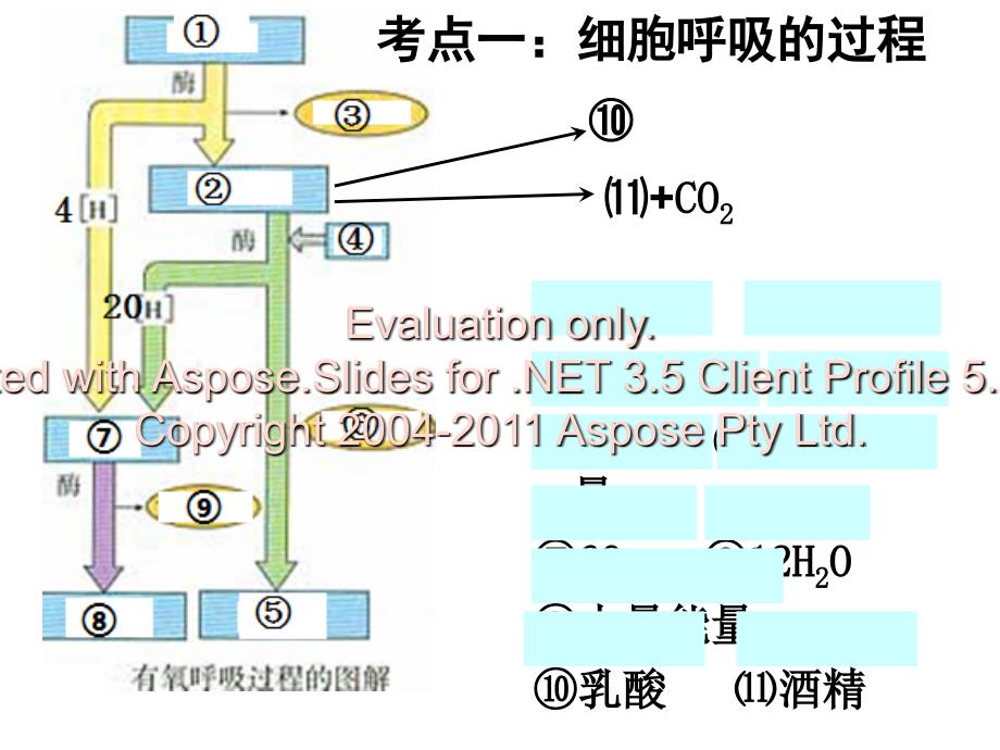 光合作用和呼吸作用复习课课件_第2页