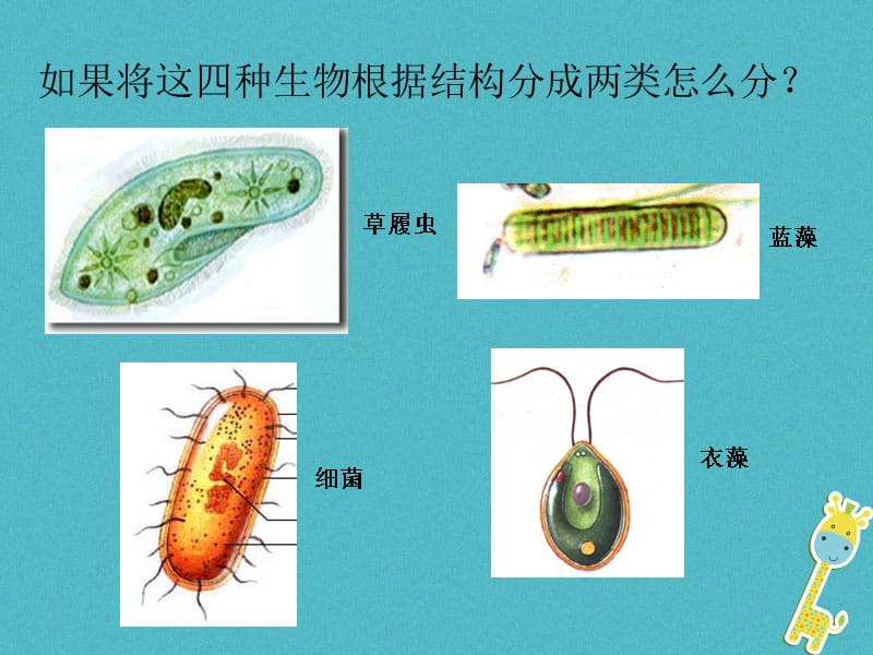 八年级生物下册22.2《原生生物的主要类群》课件2（新版）北师大版_第2页