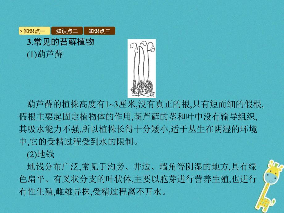 八年级生物下册第22章第3节植物的主要类群课件（新版）北师大版_第3页