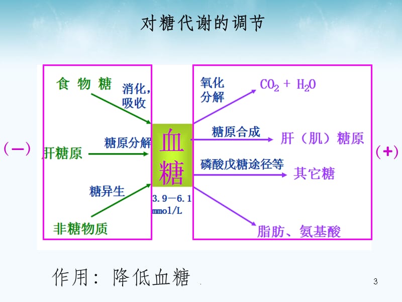 胰岛素的代谢调节ppt课件_第3页