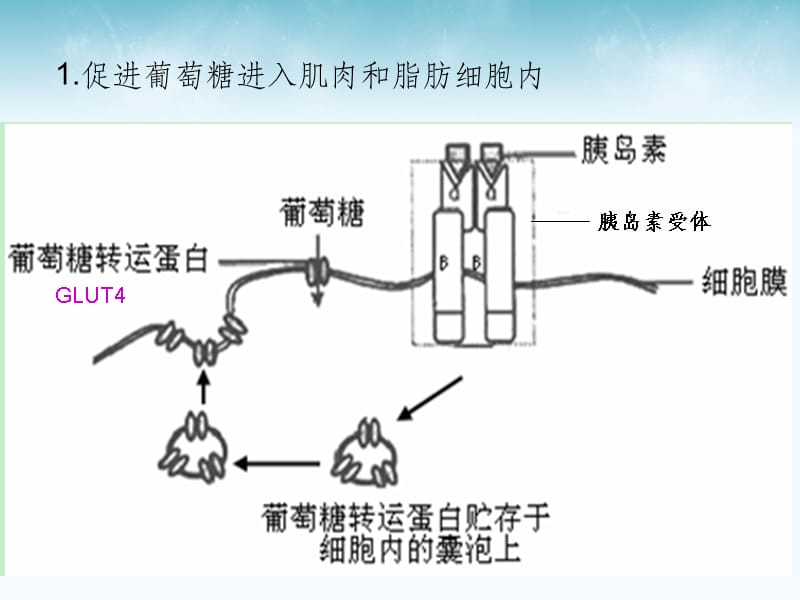 胰岛素的代谢调节ppt课件_第4页