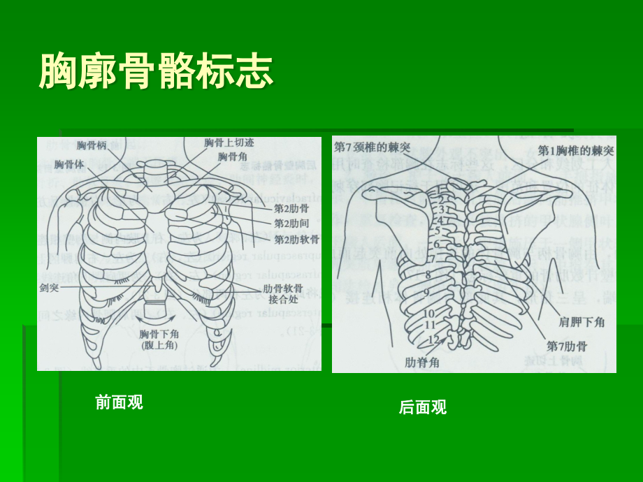 第四章第四节 胸部评估ppt课件_第4页