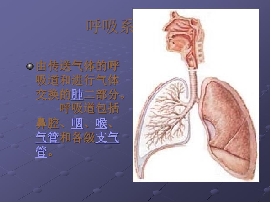 呼吸系统(Respiratory System)ppt课件_第2页