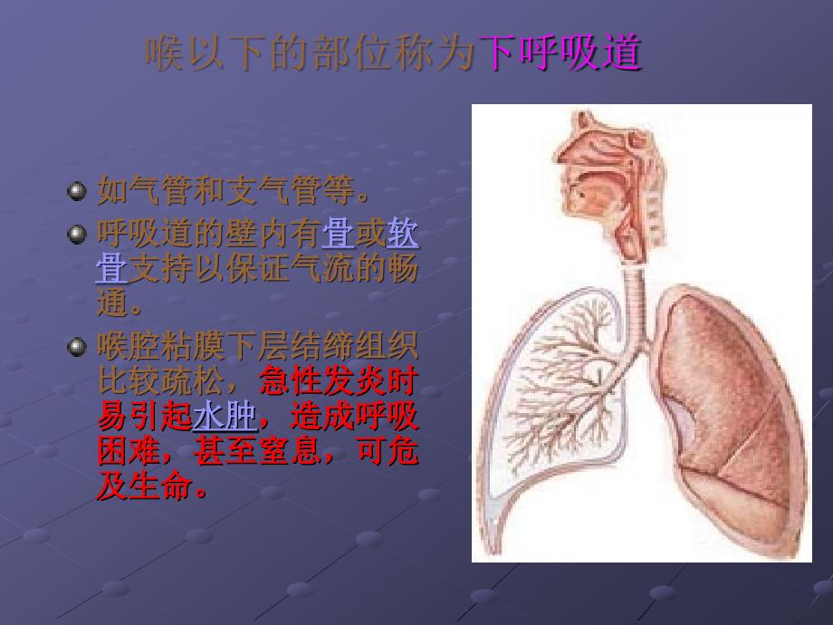 呼吸系统(Respiratory System)ppt课件_第4页