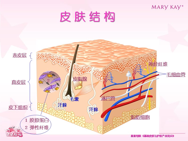 {产品管理产品规划}星星相吸3基础皮肤与产品知识_第4页