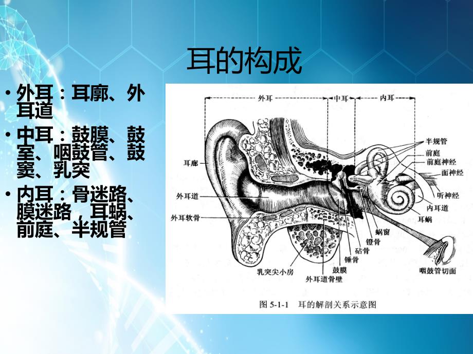 耳鼻喉解剖ppt课件_第3页