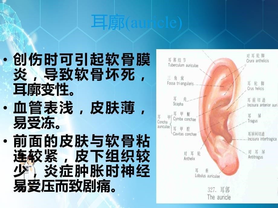 耳鼻喉解剖ppt课件_第5页