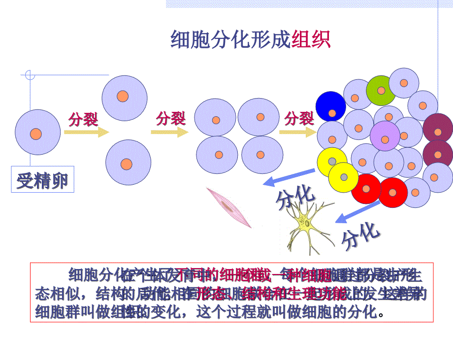 动物体的结构层次(课件)_第2页