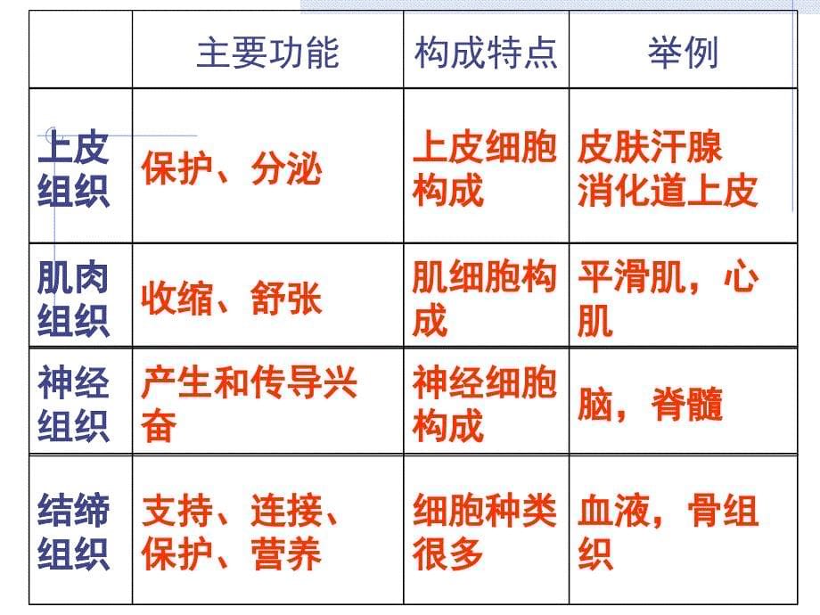 动物体的结构层次(课件)_第5页