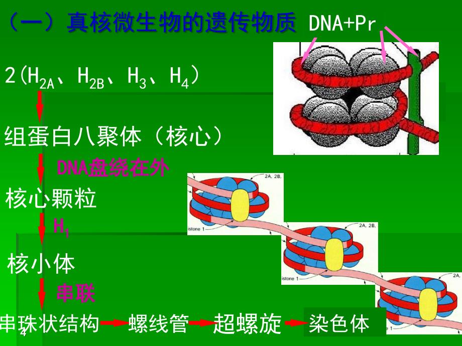 第四章 微生物的遗传变异与菌种保藏ppt课件_第4页