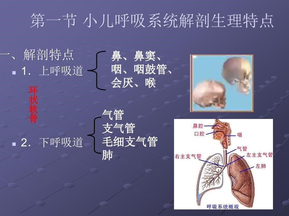 呼吸总论上感气管炎肺炎ppt课件_第5页