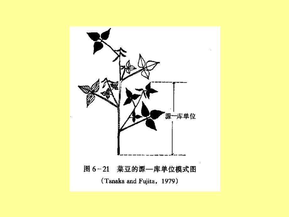 同化物分配调节教学讲义_第5页