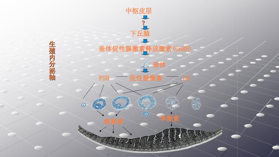 功血治疗及病例ppt课件_第3页