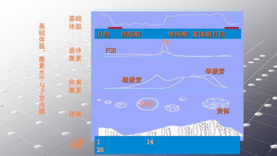 功血治疗及病例ppt课件_第4页