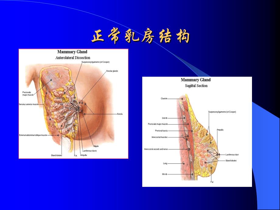 产前产后的乳房保健课件ppt课件_第2页