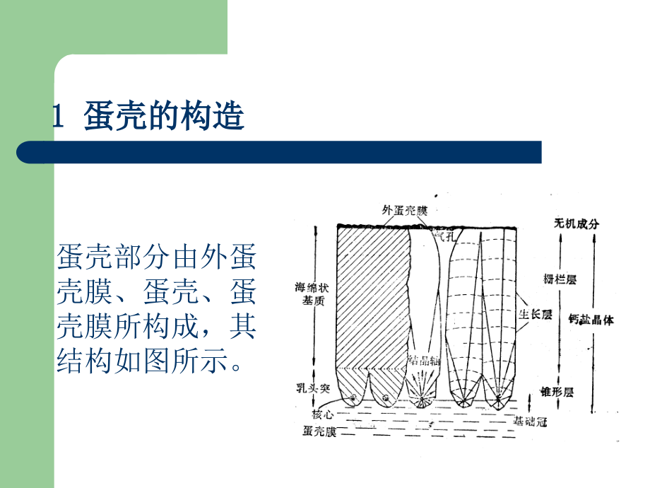 蛋制品工艺学培训讲学_第4页