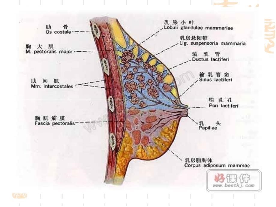 催乳师培训基础 课件_第5页