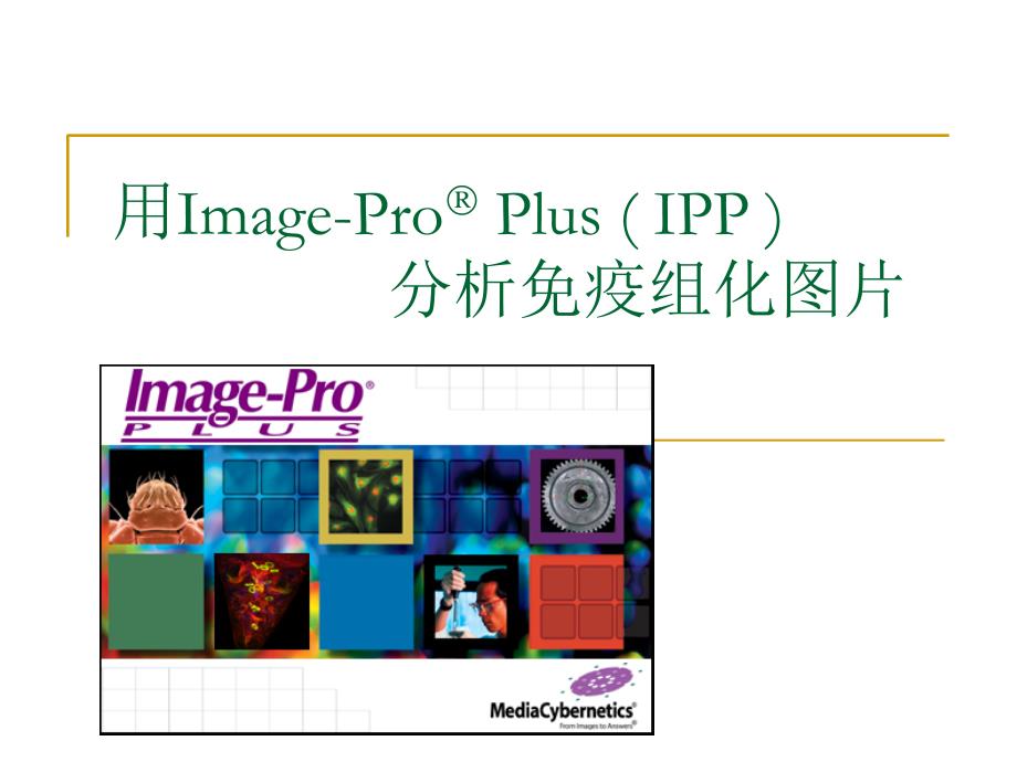 IPP 分析免疫组化图片.ppt_第1页