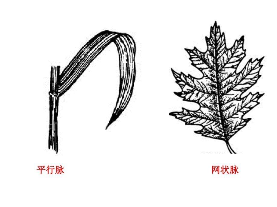 八年级生物第一节 尝试对生物进行分类课件_第5页