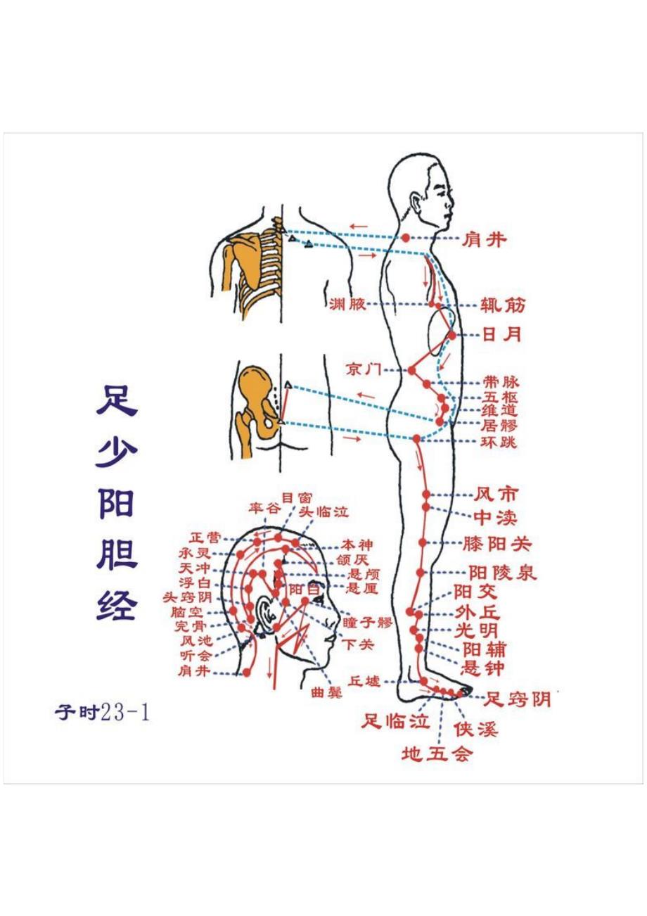 人体12经络图_第1页